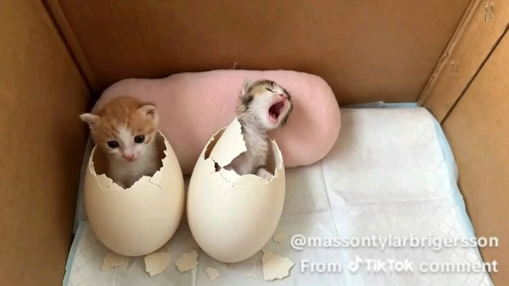 CatPosted's tweet photo. https://t.co/lFx3avmkFL