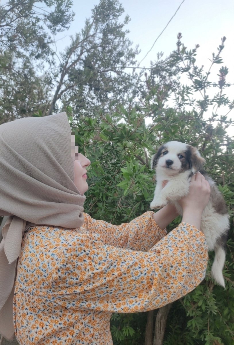 __cennett's tweet photo. tehdit algılaması yok sadece kuyruk sallaması var https://t.co/2uD23S5FHF