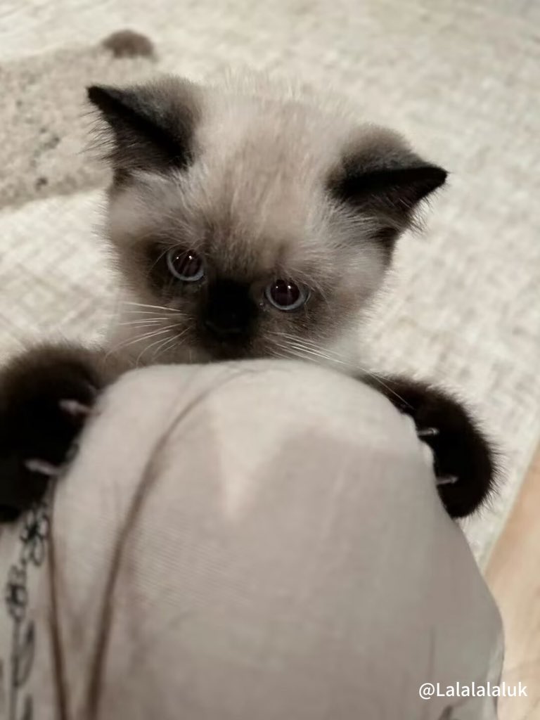 Lalalalaluk's tweet photo. 烂冻梨撅着个嘴努子给谁看！ https://t.co/pp6nDaGhkn