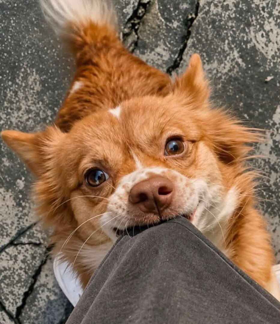 BBBB7choa's tweet photo. 色んなことが発達した時代にもなって

なぜ動物を守る法律は
こんなにも遅れているのか

殺していい命なんてない。

#小学生
#中学生
#未成年が残虐に殺した
#次世代に大事なことを教えるのは
#私たちの役目ではないのか https://t.co/pxqLjBaGUP
