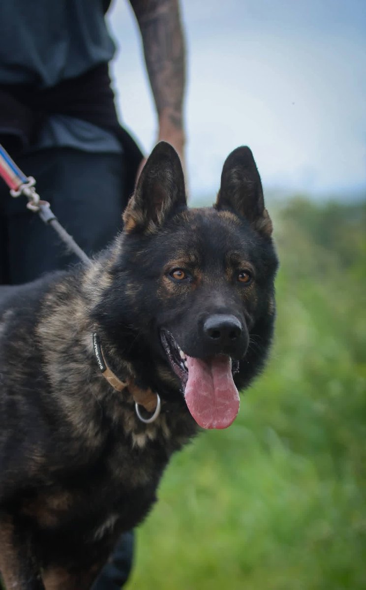 gsrescueelite's tweet photo. Graham is around 18mths old and he came to us via the pound. Graham is a friendly boy who has loved everyone he has met, he can live with older kids and possibly a female dog with correct intros 
#dogs #germanshepherd #Notts 
https://t.co/6v4RRjZw7J https://t.co/SHI5qdTEAt