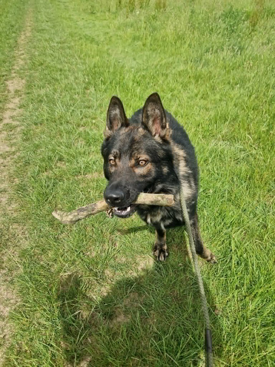 gsrescueelite's tweet photo. Graham is around 18mths old and he came to us via the pound. Graham is a friendly boy who has loved everyone he has met, he can live with older kids and possibly a female dog with correct intros 
#dogs #germanshepherd #Notts 
https://t.co/6v4RRjZw7J https://t.co/SHI5qdTEAt
