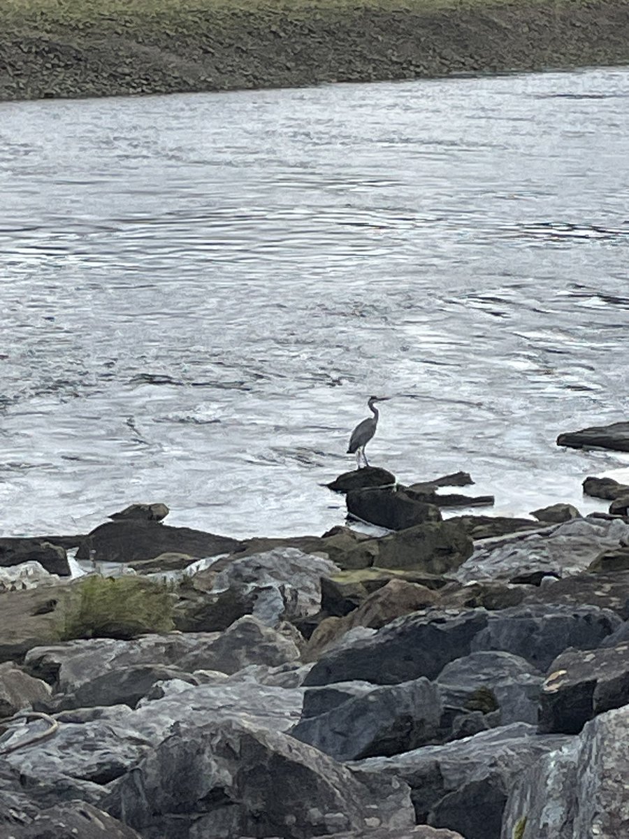 MorLachie's tweet photo. Spooked a heron on the riverbank #RiverLochy #Lochaber https://t.co/k5jCTFELVT