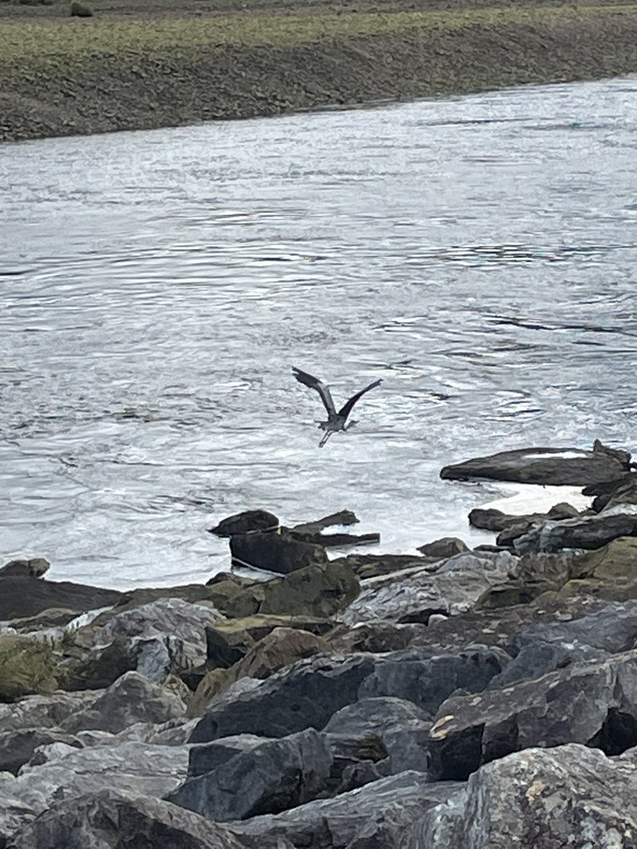 MorLachie's tweet photo. Spooked a heron on the riverbank #RiverLochy #Lochaber https://t.co/k5jCTFELVT
