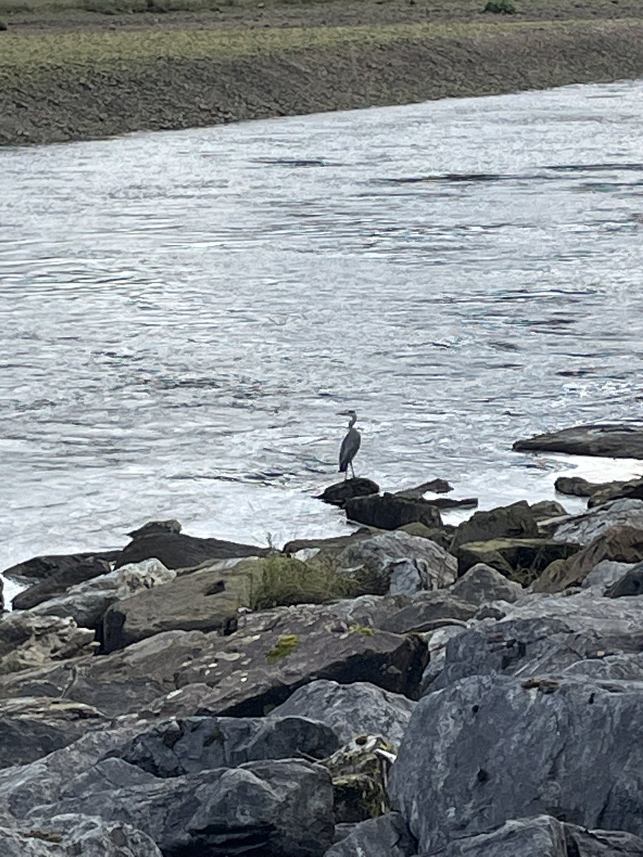 MorLachie's tweet photo. Spooked a heron on the riverbank #RiverLochy #Lochaber https://t.co/k5jCTFELVT