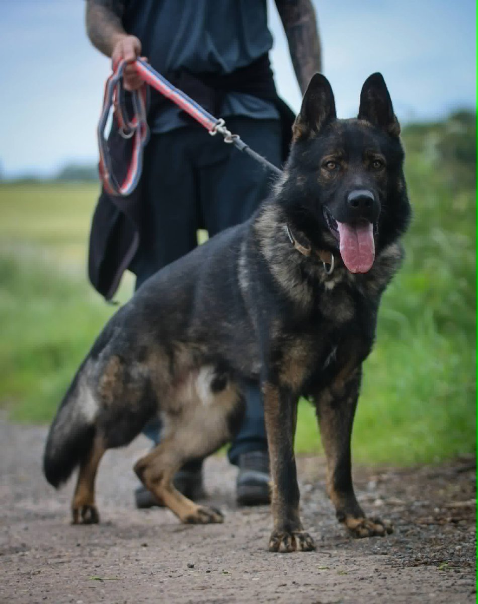 gsrescueelite's tweet photo. Graham is around 18mths old and he came to us via the pound. Graham is a friendly boy who has loved everyone he has met, he can live with older kids and possibly a female dog with correct intros 
#dogs #germanshepherd #Notts 
https://t.co/6v4RRjZw7J https://t.co/SHI5qdTEAt