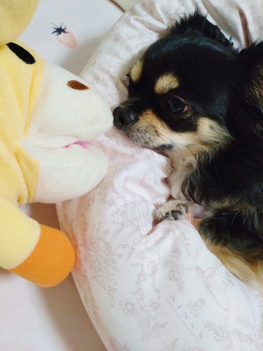 mozuya_sakura's tweet photo. 新しいお友達！キリン！🦒✨ https://t.co/eJzQFszAZR