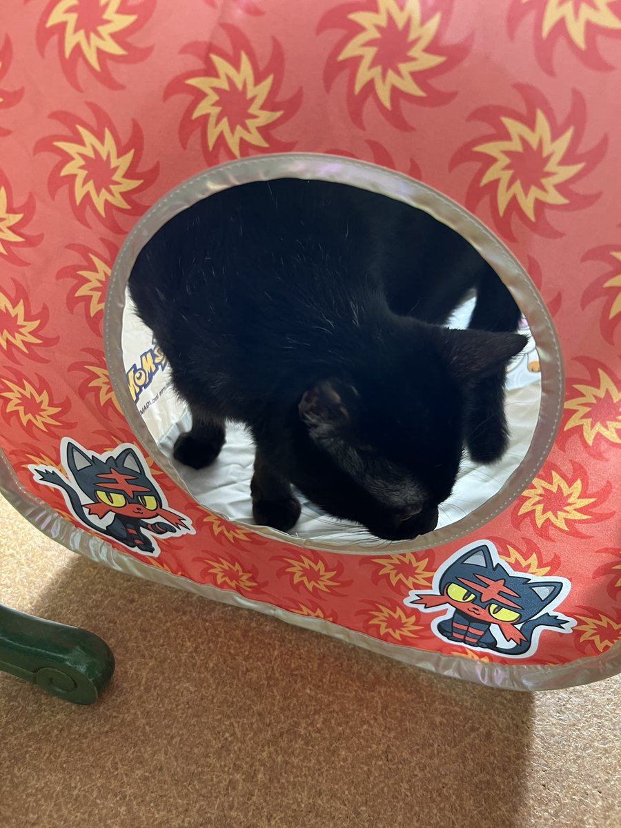 KurokuroYakko's tweet photo. 本日の nyans：Newアイテム～
警戒してた🐱chobieも
🐱kuroroの視察後にGO～ｗ
#nyans　#ねこ　#ネコ　#猫　#ミニ畑の花掲示板 https://t.co/xSgkvNn6uj
