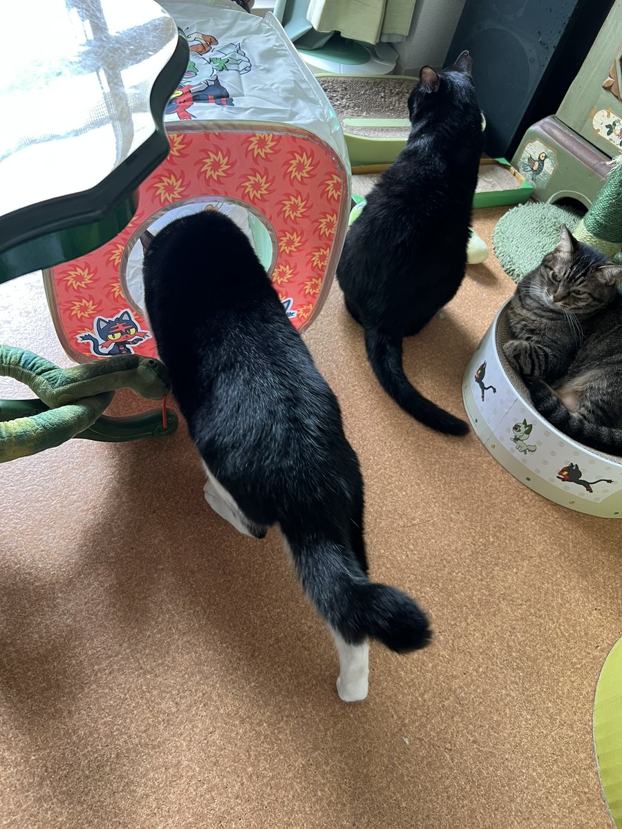 KurokuroYakko's tweet photo. 本日の nyans：Newアイテム～
警戒してた🐱chobieも
🐱kuroroの視察後にGO～ｗ
#nyans　#ねこ　#ネコ　#猫　#ミニ畑の花掲示板 https://t.co/xSgkvNn6uj