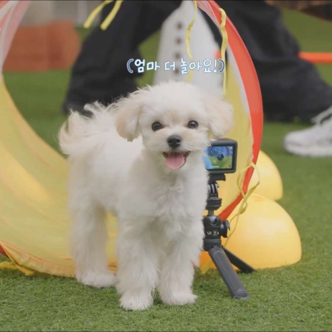puppyjeongs's tweet photo. no dna test needed https://t.co/cw2920uG3c