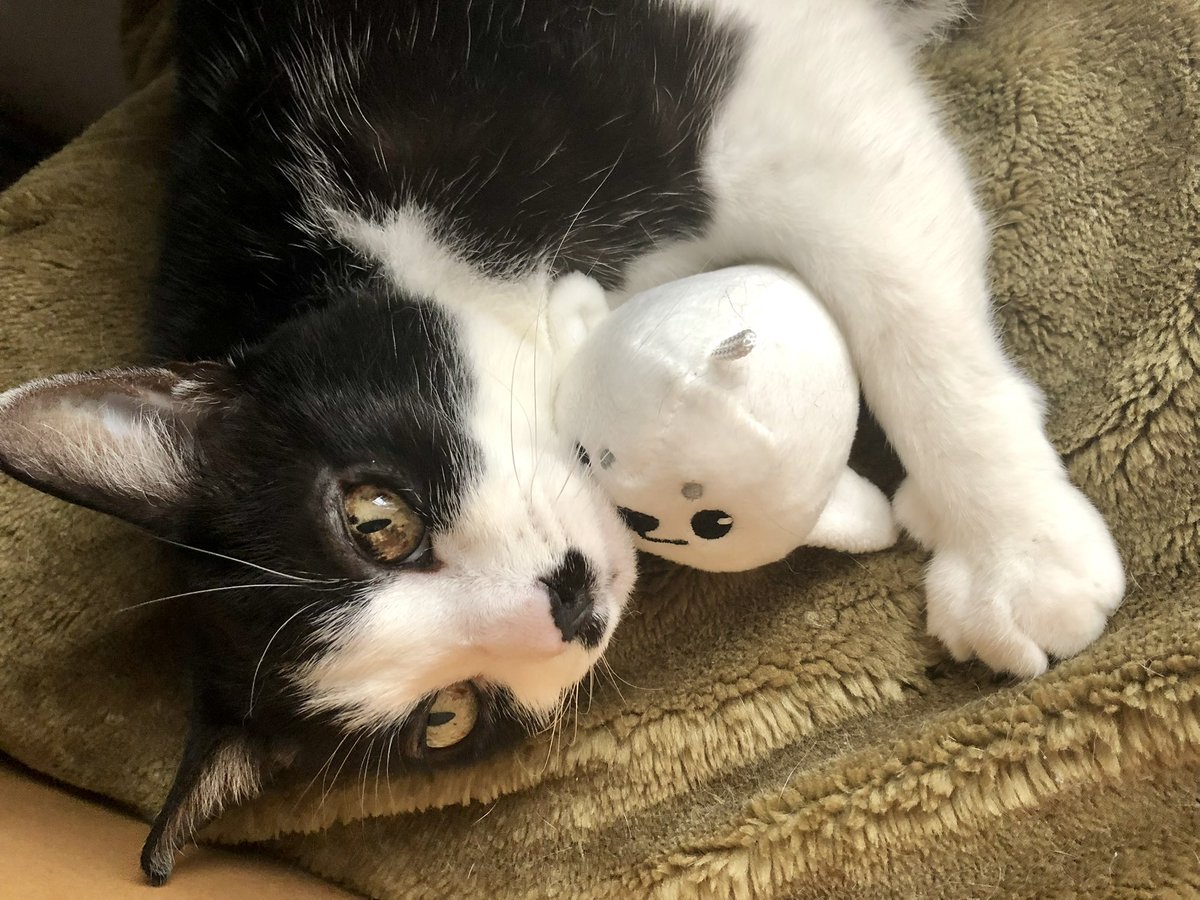 tsubasa526's tweet photo. 我が家の猫にたくさんのいいね、RP、リプライありがとうございます🫶たくさんの方からお祝いしていただけてとても嬉しいです！

※このアカウントは猫垢ではなくオタク垢で、猫写真は滅多にアップしないため、フォロー非推奨です🙇‍♀️ https://t.co/vHHvHWnCDV