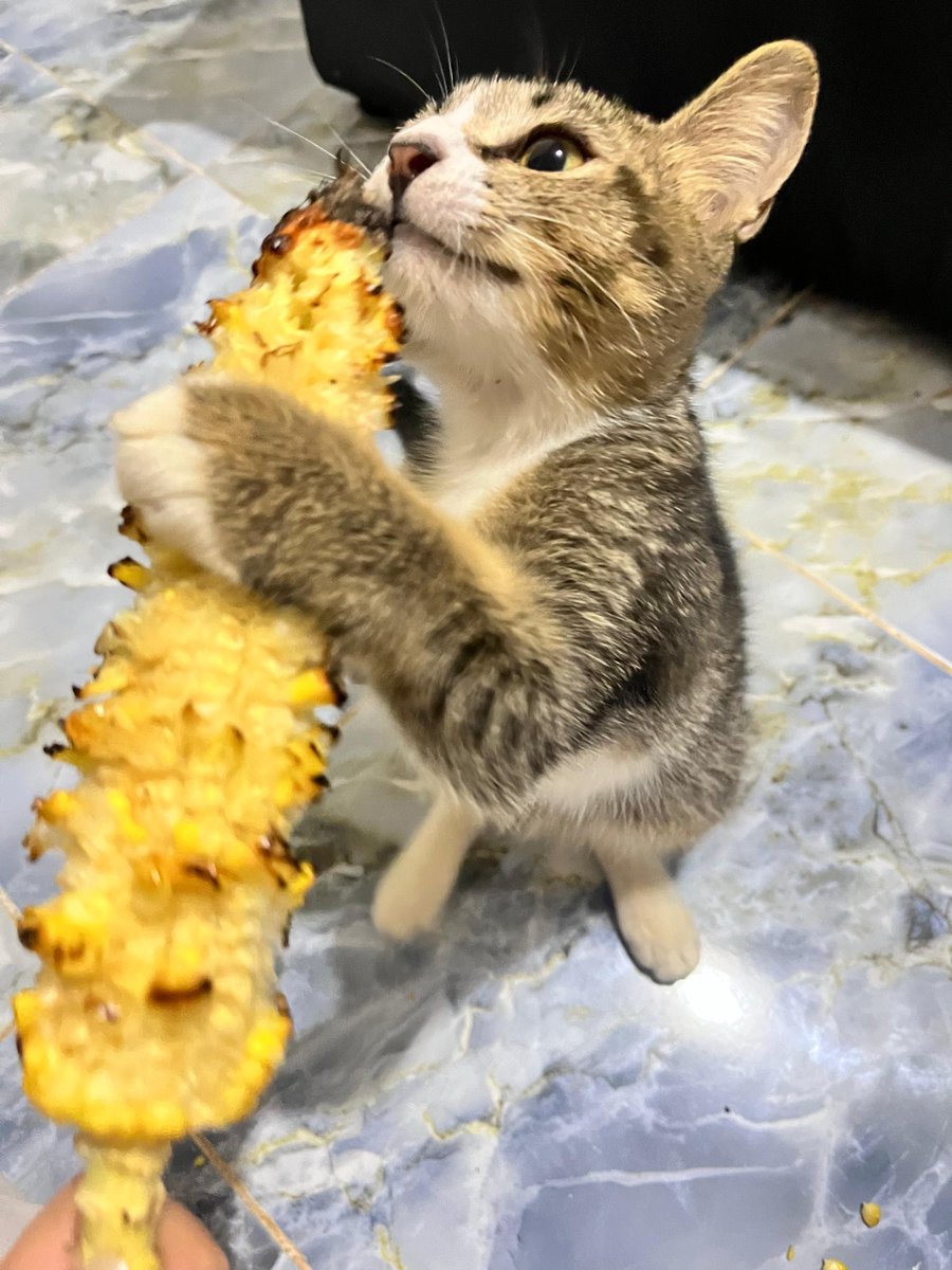 racherryra's tweet photo. kayanya emang kucing sekarang udah gasuka tikus deh https://t.co/Te0KyFkHxr