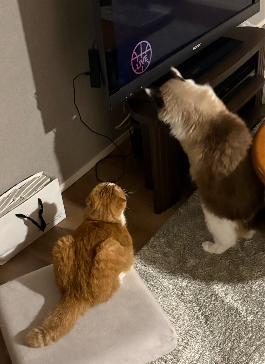 aksg2324's tweet photo. バスライの読み込み中のアレ、うちでは猫ホイホイなんで長いとほんと困る… https://t.co/yKM6BbtJd8