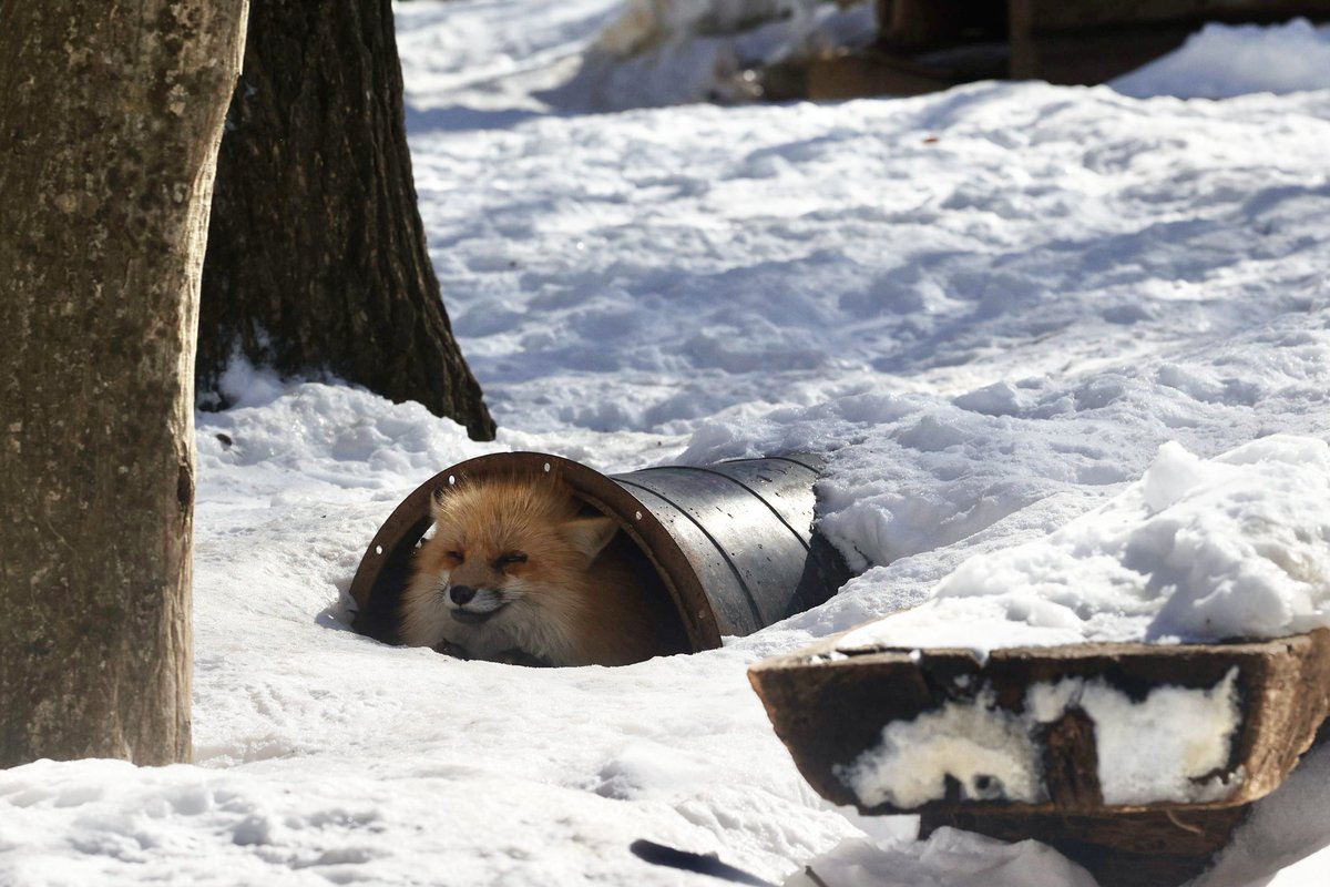 Joey_FS's tweet photo. I am just a silly fox in a silly tube https://t.co/3nvABZ9qNm