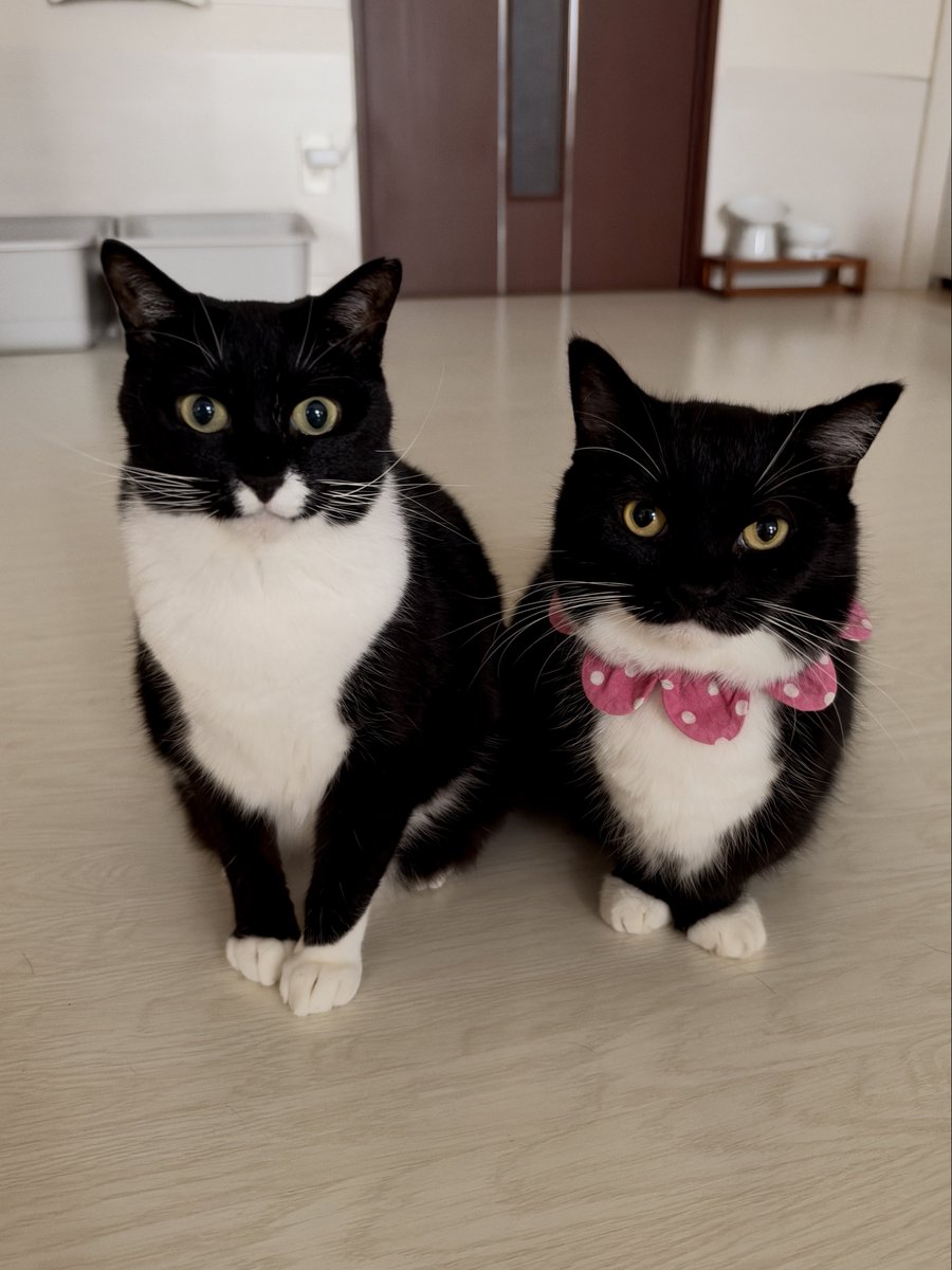 unicouniuni3's tweet photo. Uni and Yoru https://t.co/OtilaZDDPU