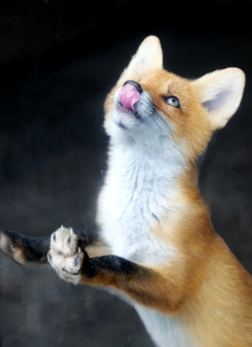 animal0_zoo's tweet photo. ピース👅 https://t.co/u6HIJKA1s4