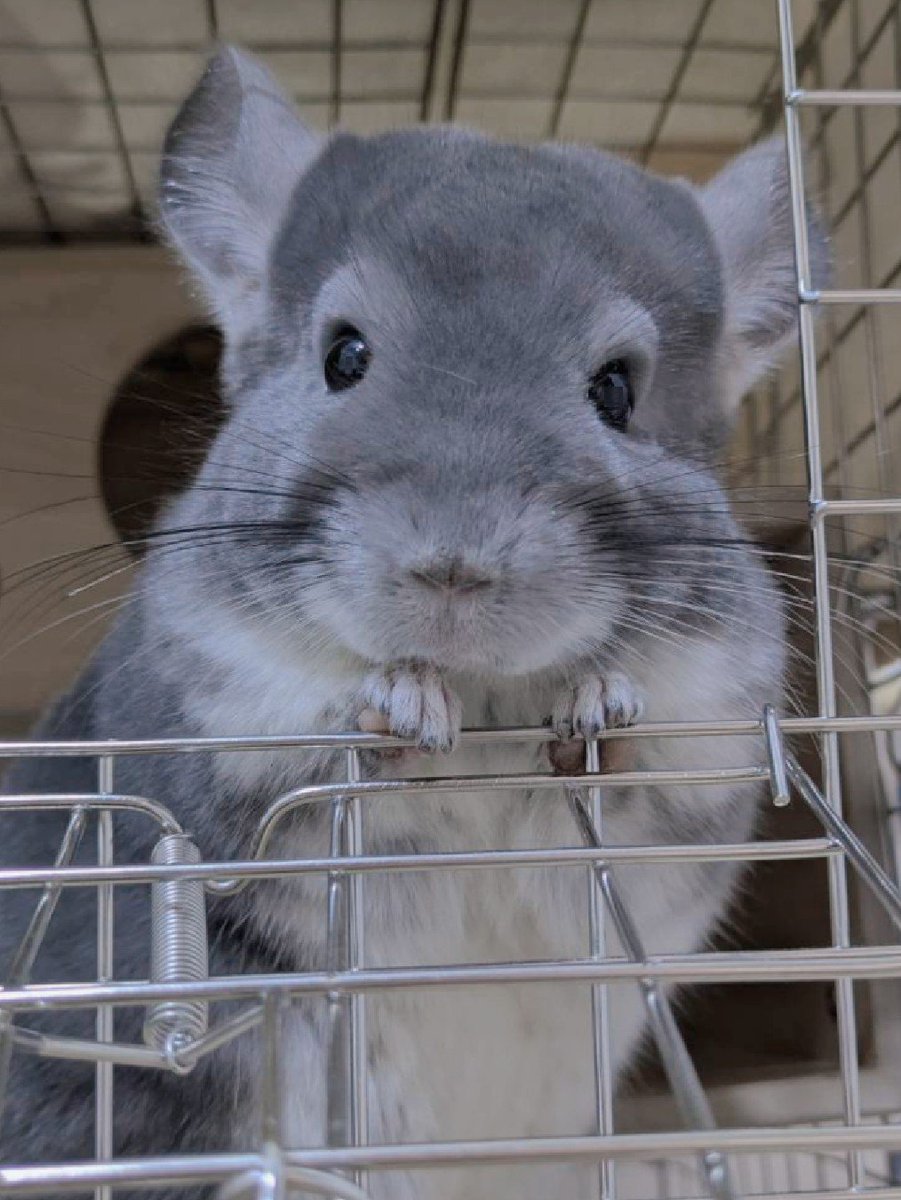 ToaruChinchilla's tweet photo. 小窓から「こんにちは」するチンチラが嫌いな人いない説 https://t.co/23WjuIKyQI