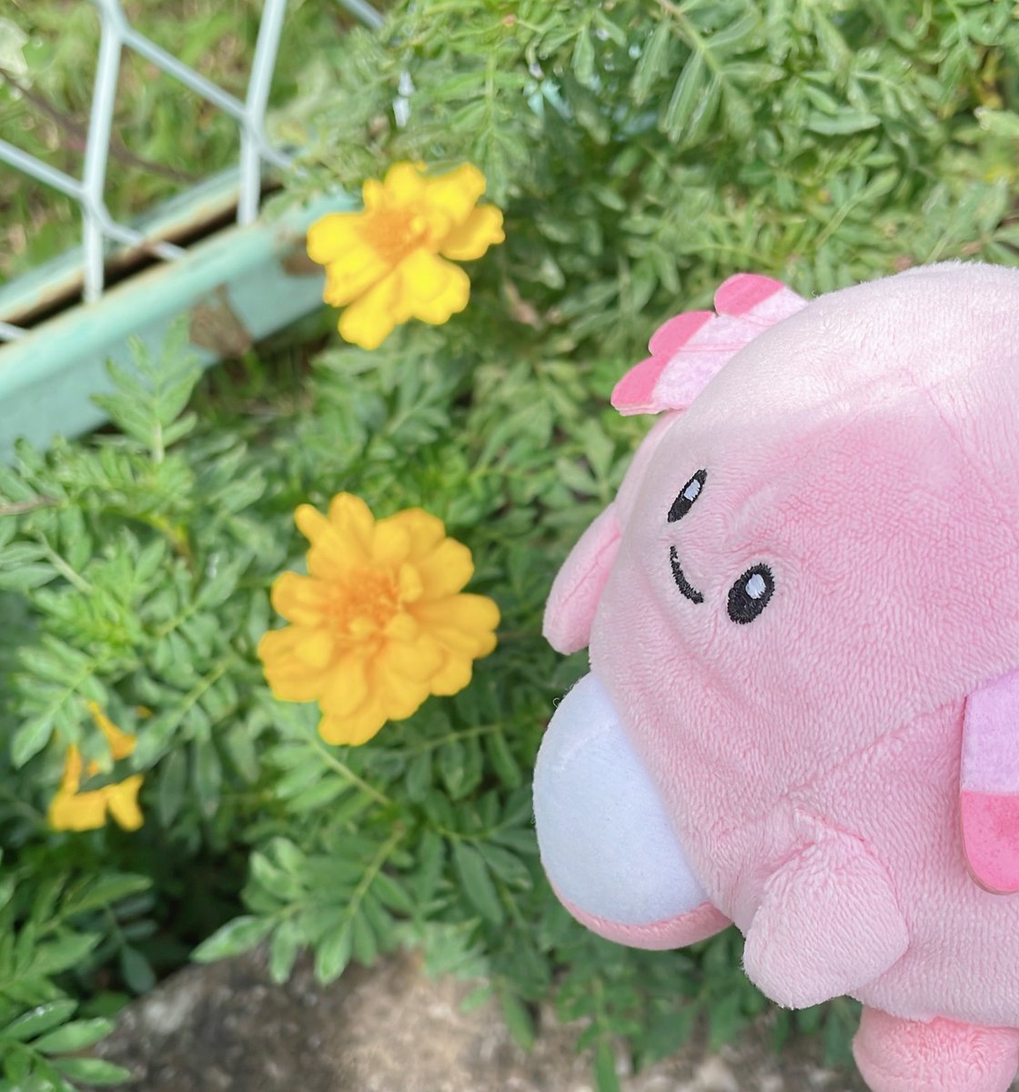 yk_rlily's tweet photo. とてとて https://t.co/CunUCoMPh0
