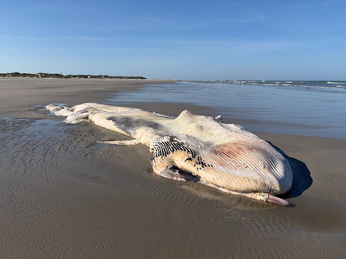 RWS_NN's tweet photo. Vanochtend is met hoogwater het karkas van deze walvis aangespoeld op het strand van #Ameland. Vermoedelijk een gewone #vinvis. We laten het voorlopig liggen en houden de situatie in de gaten. Houd voldoende afstand 🐋         📸Natuurcentrum Ameland https://t.co/Wia877swWC
