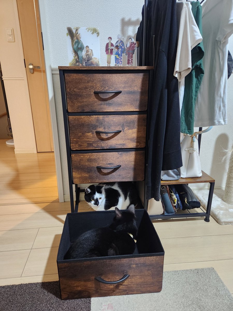 Tillnell_'s tweet photo. 棚を１段抜いてみたら可愛いが爆誕 https://t.co/41iddpF2NA