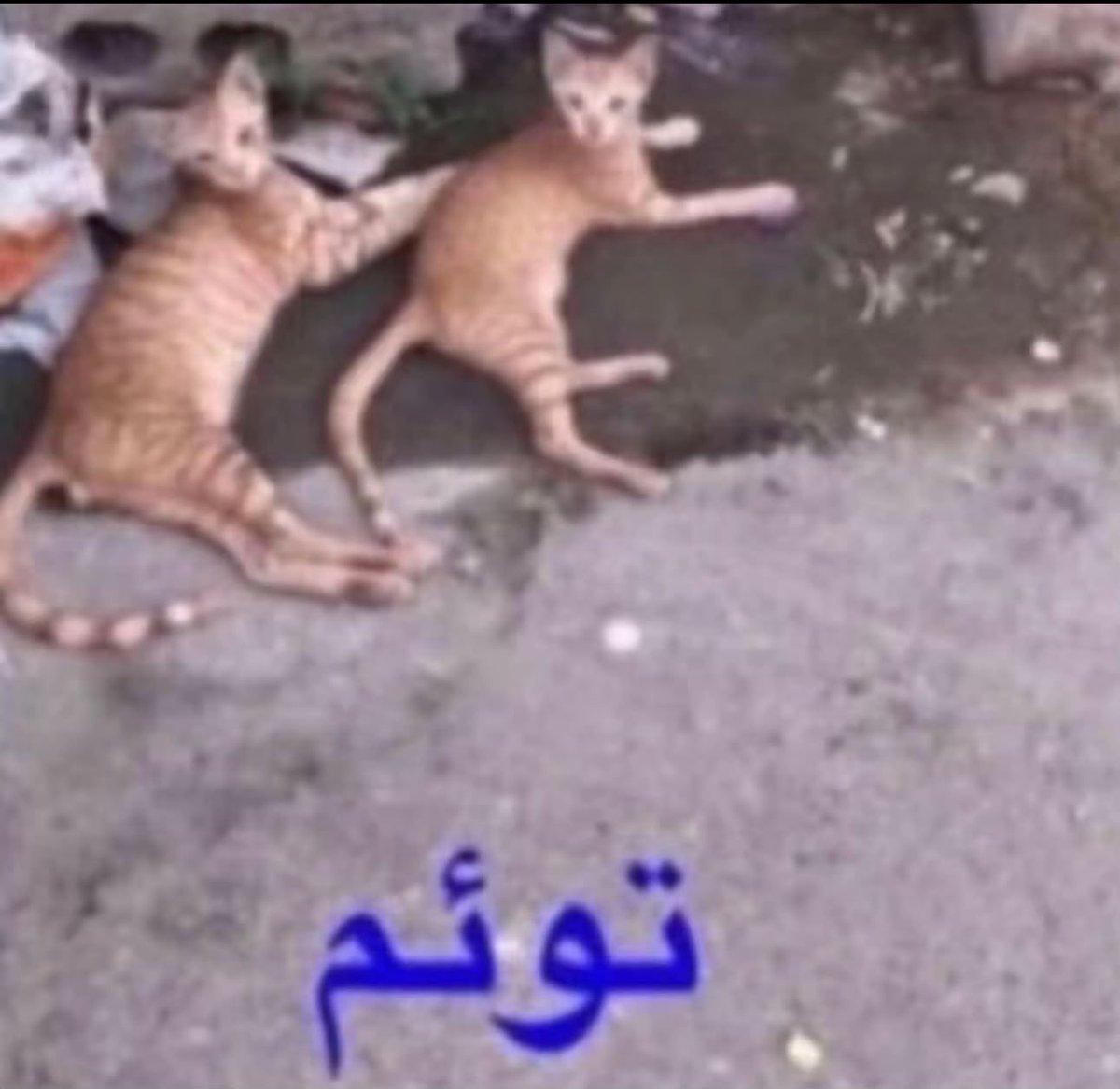 dontraytonknow's tweet photo. ارسلت أختي ستريك ويمدحوني يحسبونها أنا https://t.co/flmqD92HnK