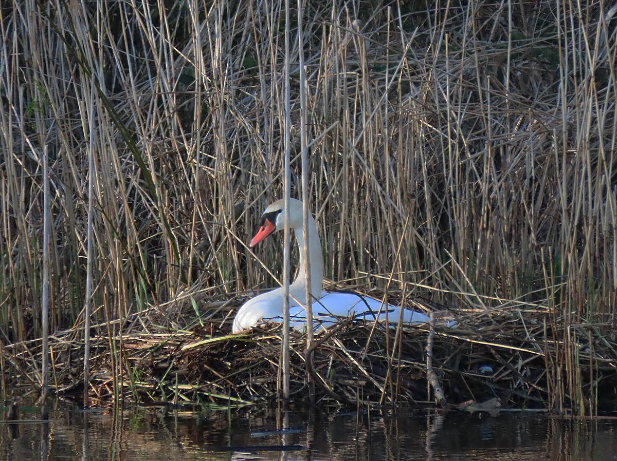 VernonMelier's tweet photo. De zwanen hebben een nest bij het Baggergat. https://t.co/6e5e8boZIB