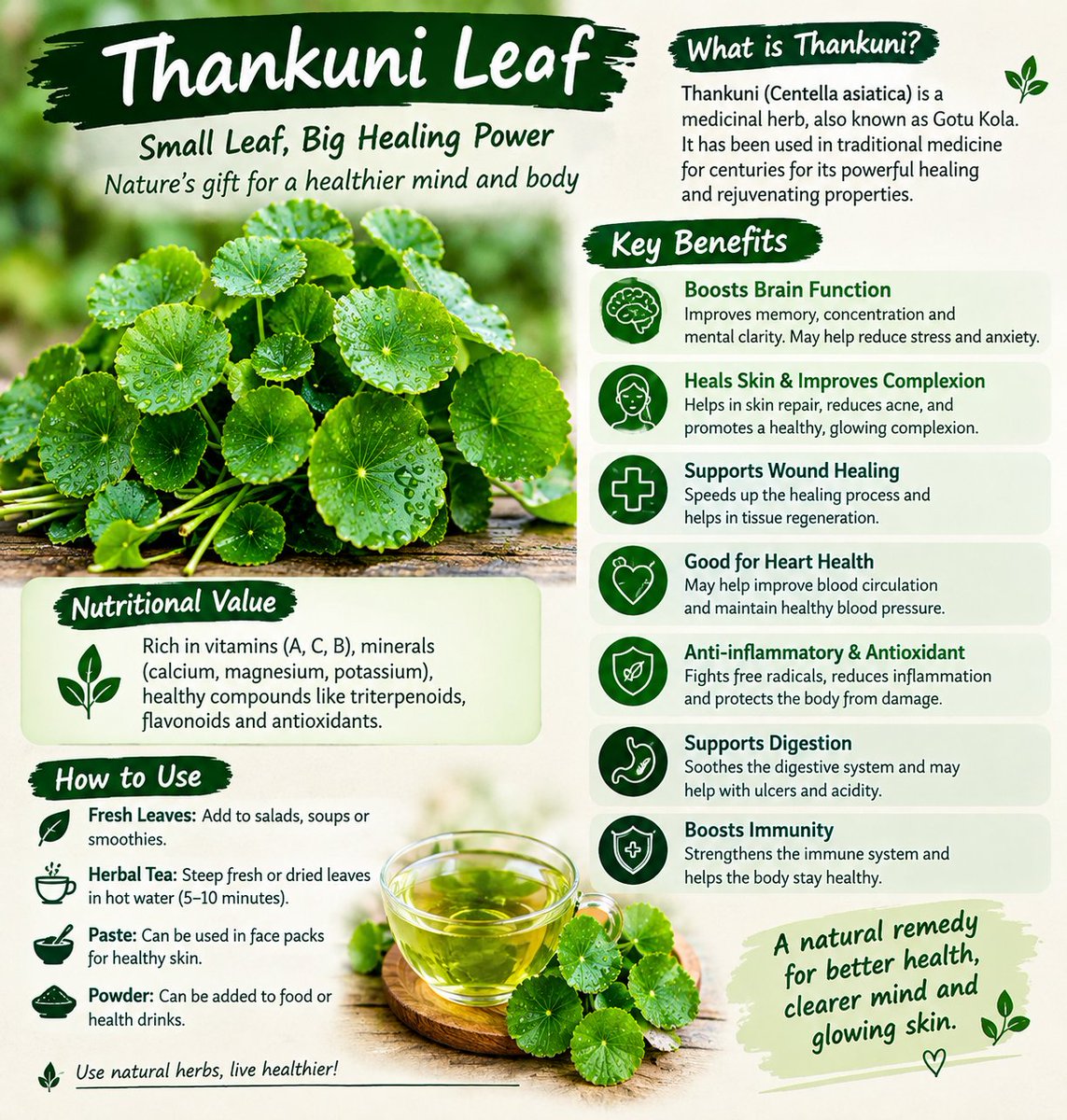 NeuralQueen1993's tweet photo. The Healing Power of Thankuni 🍃
A humble medicinal herb with a long history of traditional use for overall wellness and vitality. https://t.co/1la3qicyNV