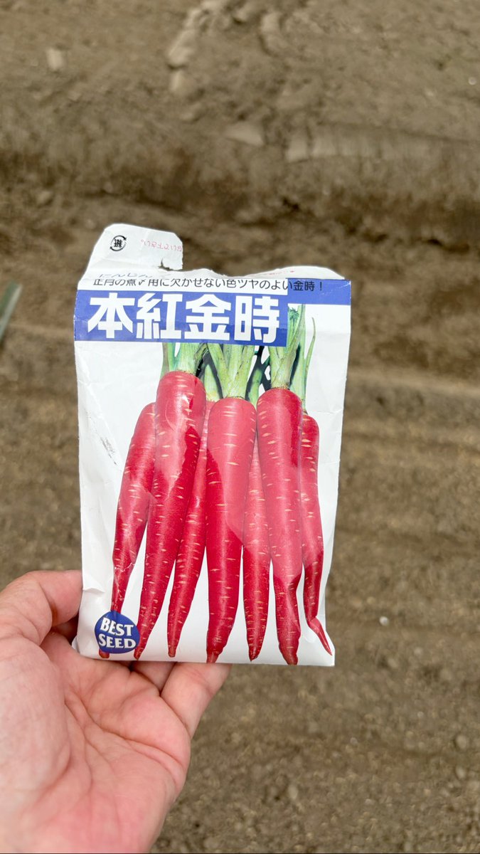 sudako831's tweet photo. 雨、雨、雨…☔でずれ込んだ金時人参の種まき、今日やっと完了🥕
間に合うかは神のみぞ知る😅
今年はチャレンジ！美味しくなってねぇ〜🙏
#あおぞらふぁーむ #農家 #金時人参 #冬野菜 https://t.co/PHOdB6t67T