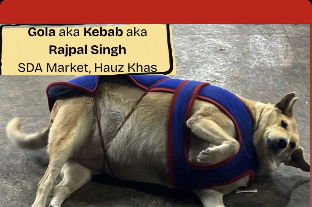 taylornlakes's tweet photo. Tumlog kutta singh vs gajinder krte raho but i know the fattest mf in that whole list is gola aka kebab aka rajpal singh https://t.co/mIA8y1OL1H
