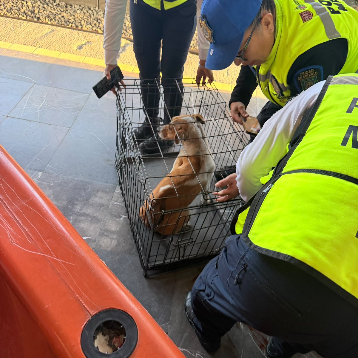 MetroCDMX's tweet photo. #MetroAlMomento: Se normaliza paulatinamente la circulación de los trenes en la Línea A, tras realizar un corte de energía para rescatar a un perrito que se encontraba en la zona de vías.

El lomito será trasladado al @ctcdelmetro, donde recibirá valoración médica y permanecerá bajo resguardo.