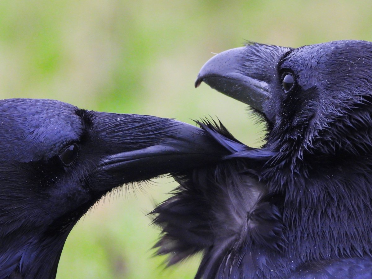 MarburyBirds's tweet photo. Last post from this morning's walk. You will be sick of me on your timeline 😅, but here are photos of the Ravens grooming. https://t.co/jB7kjZ3B7X