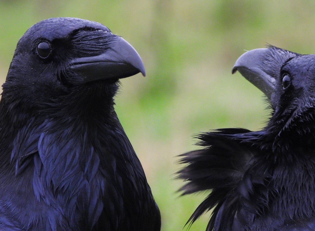 MarburyBirds's tweet photo. Last post from this morning's walk. You will be sick of me on your timeline 😅, but here are photos of the Ravens grooming. https://t.co/jB7kjZ3B7X