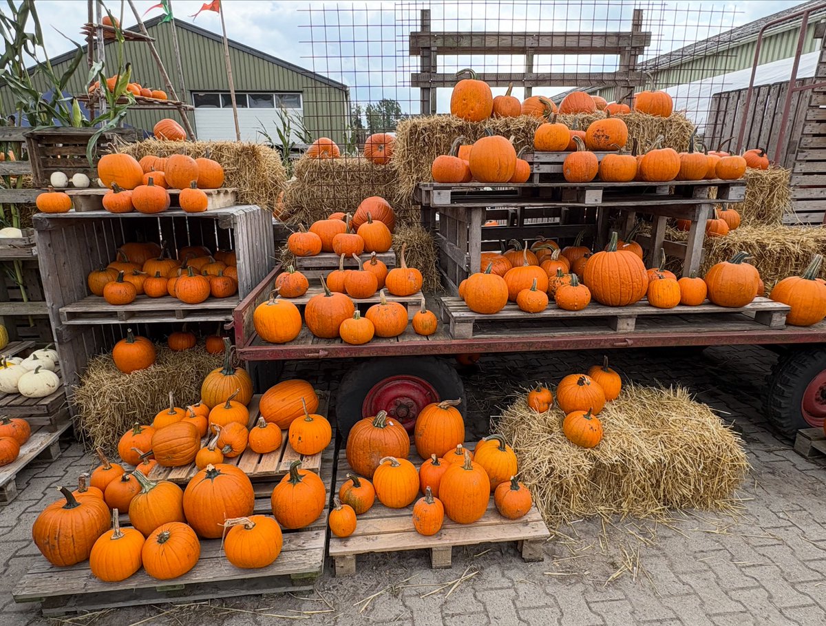 VernonMelier's tweet photo. Pompoenenschuur vol herfstgevoel. https://t.co/JQ4jDHrbs4