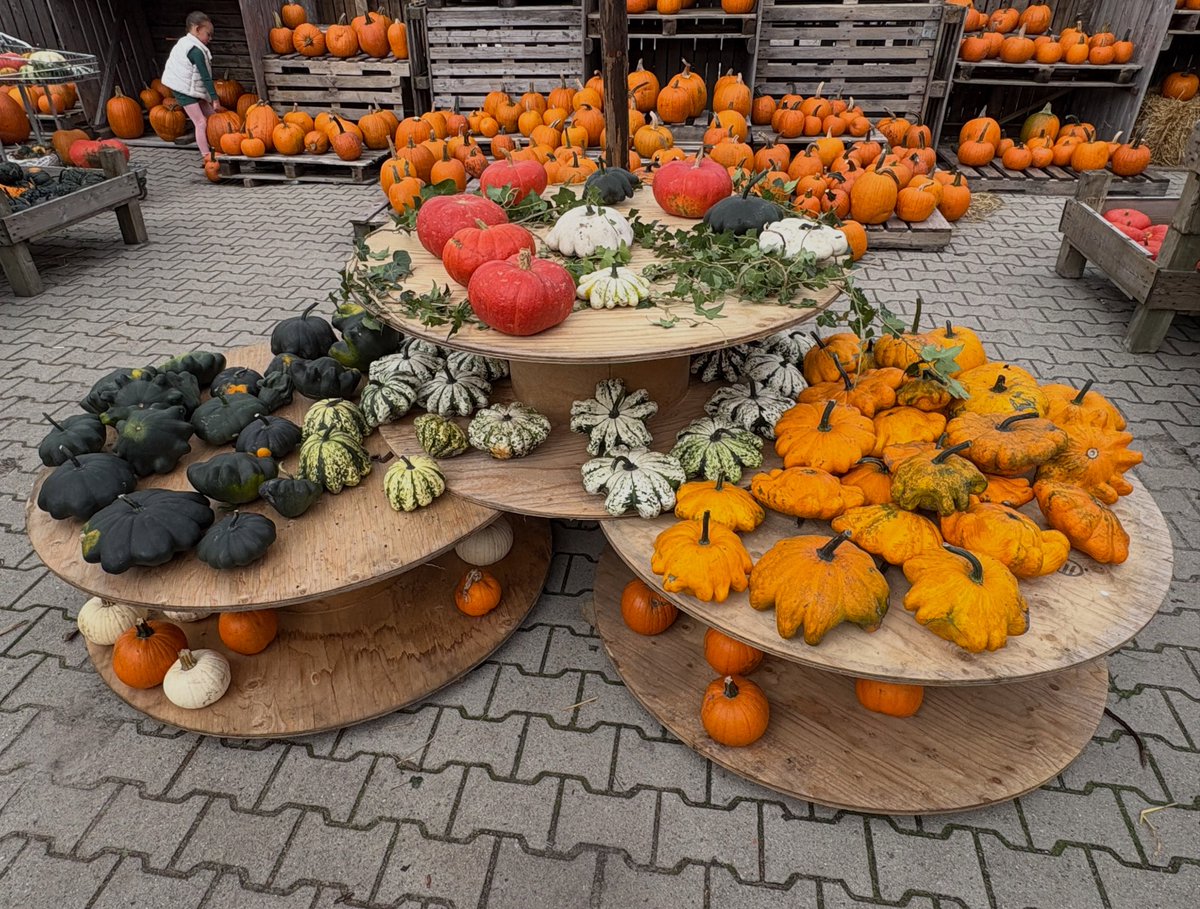 VernonMelier's tweet photo. Pompoenenschuur vol herfstgevoel. https://t.co/JQ4jDHrbs4