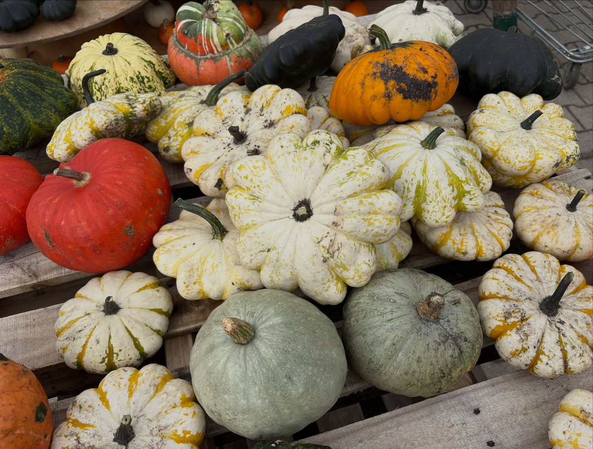 VernonMelier's tweet photo. Pompoenenschuur vol herfstgevoel. https://t.co/JQ4jDHrbs4