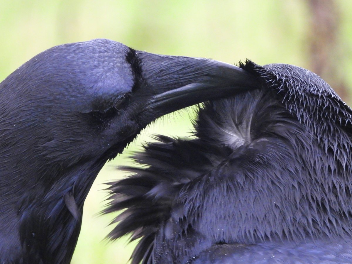 MarburyBirds's tweet photo. Last post from this morning's walk. You will be sick of me on your timeline 😅, but here are photos of the Ravens grooming. https://t.co/jB7kjZ3B7X