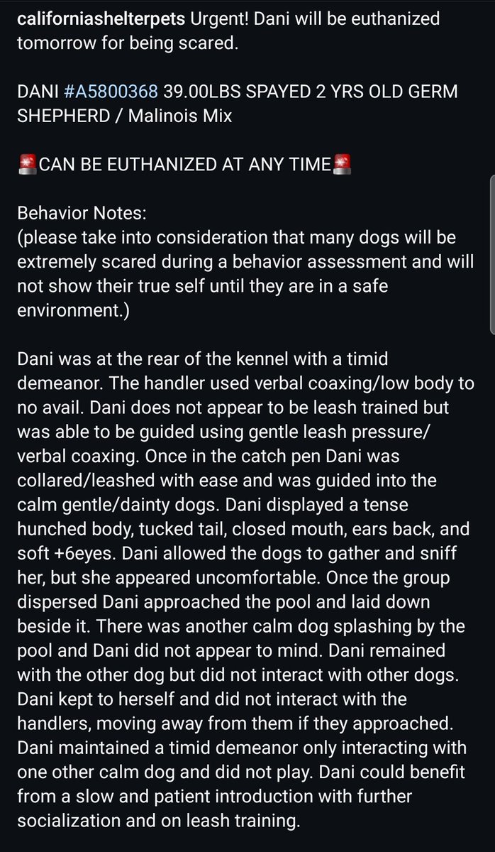 itsadogslifersq's tweet photo. Hope I'm wrong but this might be my final post for sweet
DANI #A5800368
2yo.#germanshepherd #malinois mix
📍#Downey #CA

72hr notice exp 9/22‼️

#RescueOnly why?

Dani is shy w/ppl &amp; dogs. A good, smart young dog who needs time, patience, slow intros, &amp; socialization.

#HELP Dani https://t.co/5mHvZYV2Zq