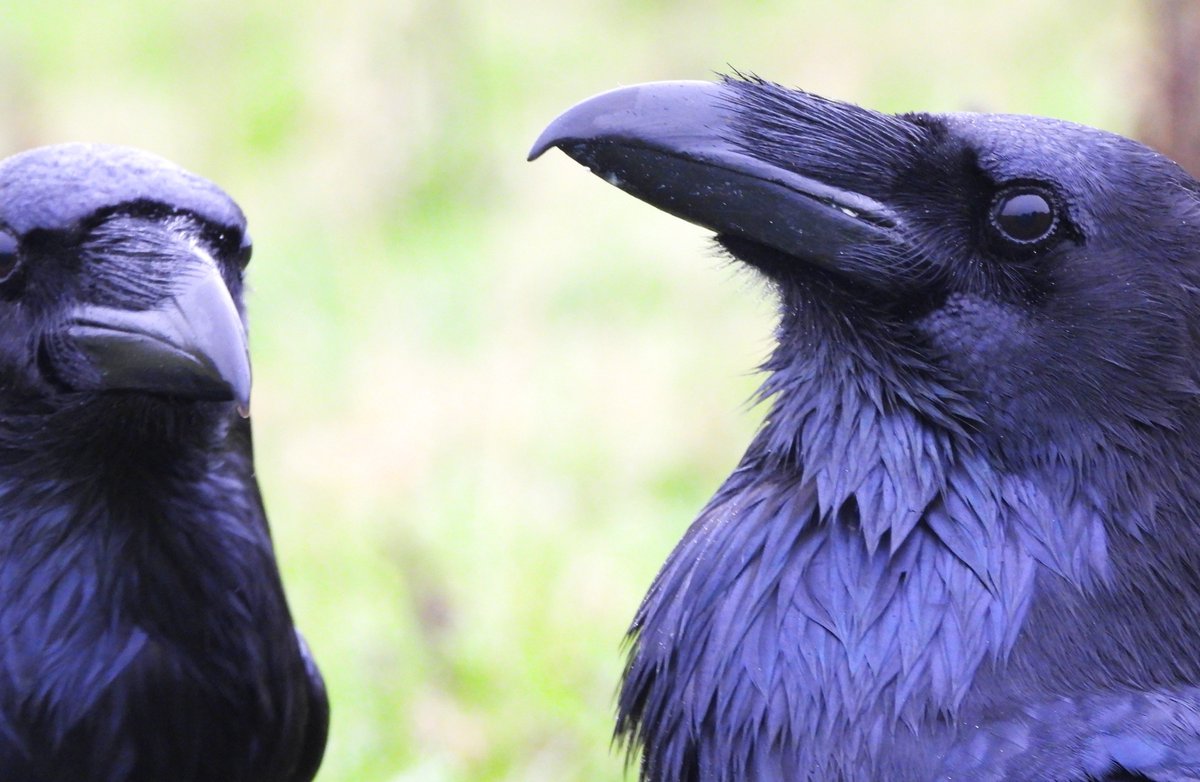 MarburyBirds's tweet photo. Last post from this morning's walk. You will be sick of me on your timeline 😅, but here are photos of the Ravens grooming. https://t.co/jB7kjZ3B7X