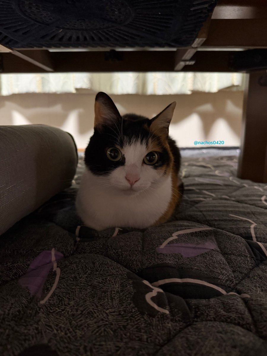 nachos0420's tweet photo. これは帰省先が心地よかったのか帰る時に断固として動かなかったときのねこ https://t.co/7WUOQS9WTF