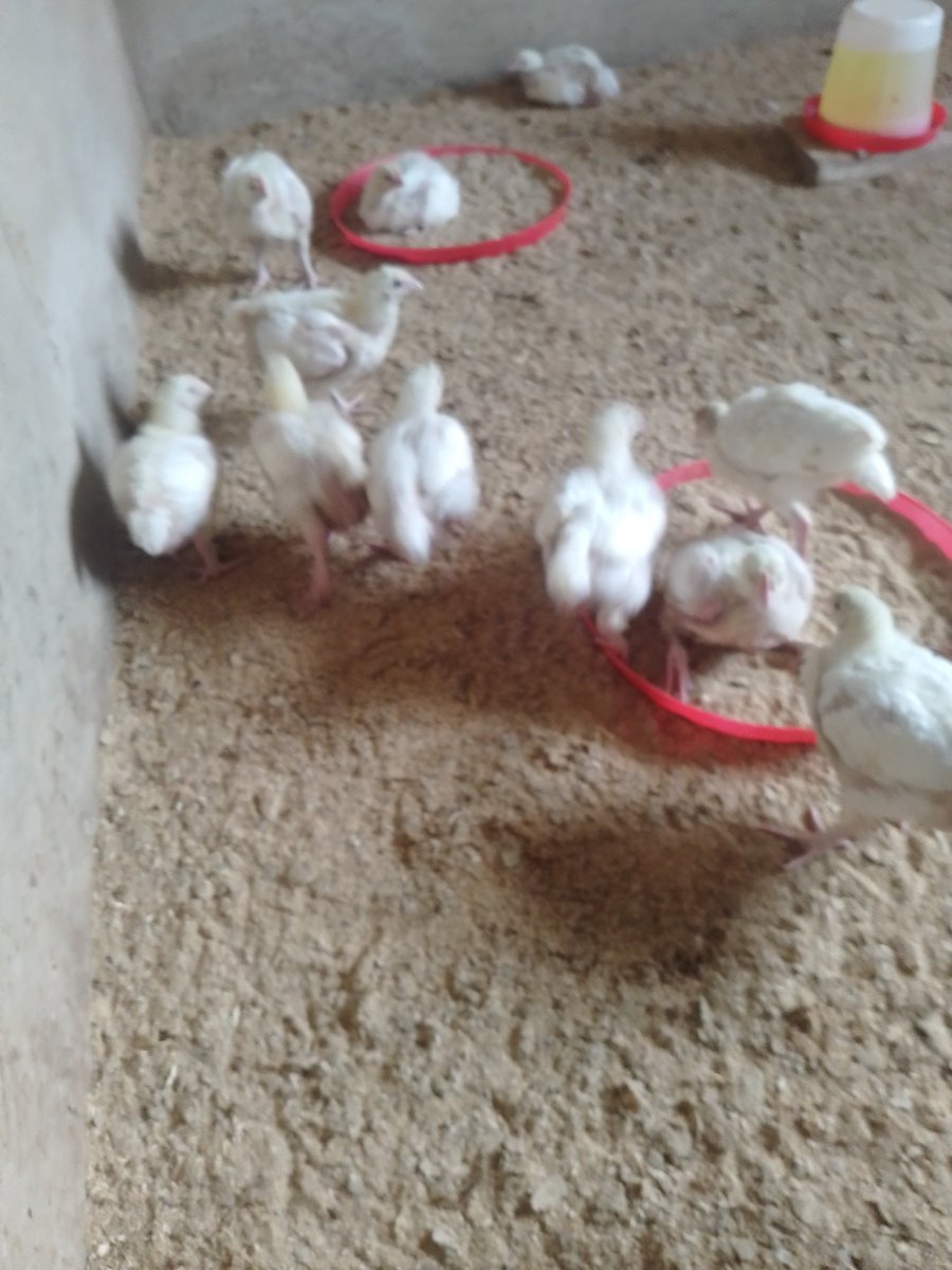 HoladosuMutiu's tweet photo. @Mrbankstips Boss please help me with any amount to grow my poultry farming 🙏🙏 https://t.co/Ei8pGkFM5S