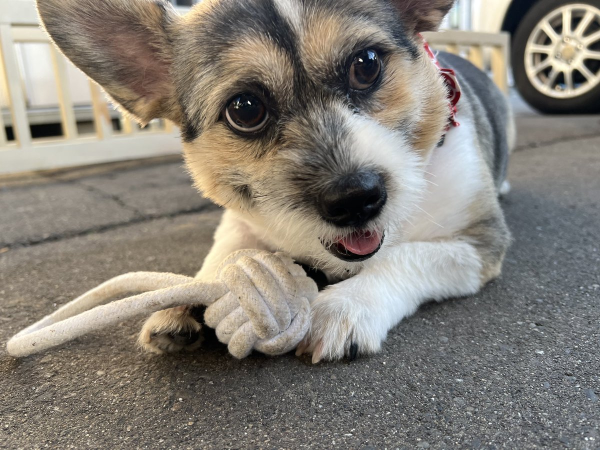 ChocoppyY's tweet photo. 車に置いたままだったうちの亡くなった愛犬のおもちゃを渡したら離さなくなったのであげました🤣次は綺麗なの持っていくね😆 https://t.co/K8sI8JtU95