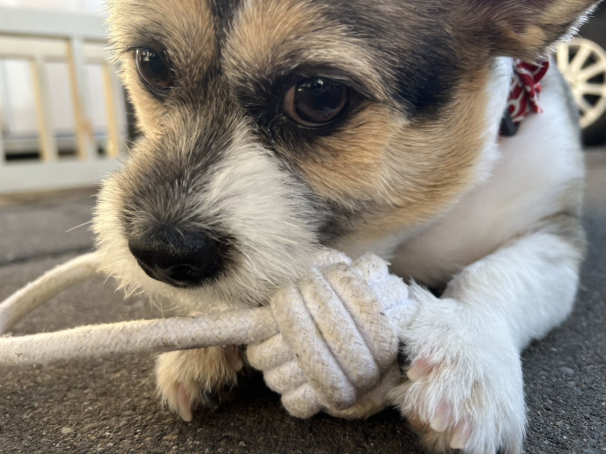 ChocoppyY's tweet photo. 車に置いたままだったうちの亡くなった愛犬のおもちゃを渡したら離さなくなったのであげました🤣次は綺麗なの持っていくね😆 https://t.co/K8sI8JtU95