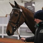 Photo by Tattersalls Cheltenham (@TattsCheltenham)