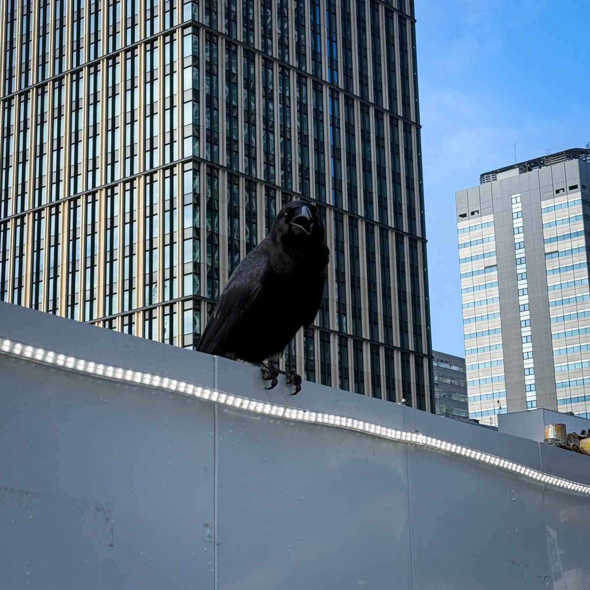 Tsuki_mush's tweet photo. この前目があったカラス https://t.co/3LCBJeusjr