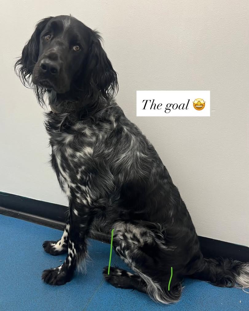 KizzyEastep7's tweet photo. Small changes lead to big progress. After cruciate ligament surgery and rehab, Mollie is learning to sit without favouring her injured leg. Progress before perfection: each small improvement builds towards a stronger, fully functional future. https://t.co/dcoLk8aeaO