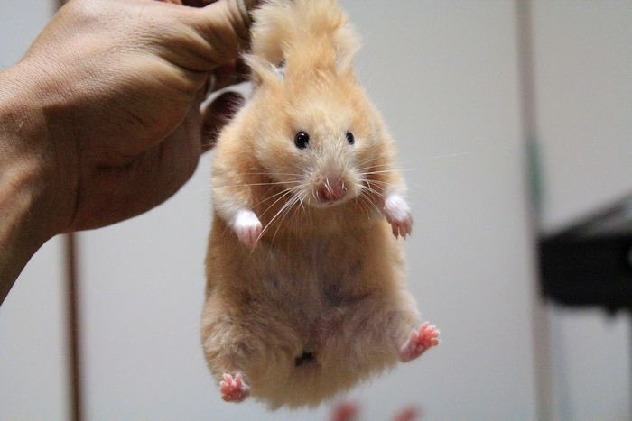 jin____1204__'s tweet photo. 햄짱🐹

#방탄소년단진 #김석진 #진 #BTSJIN #JIN https://t.co/SdJqroG6uz
