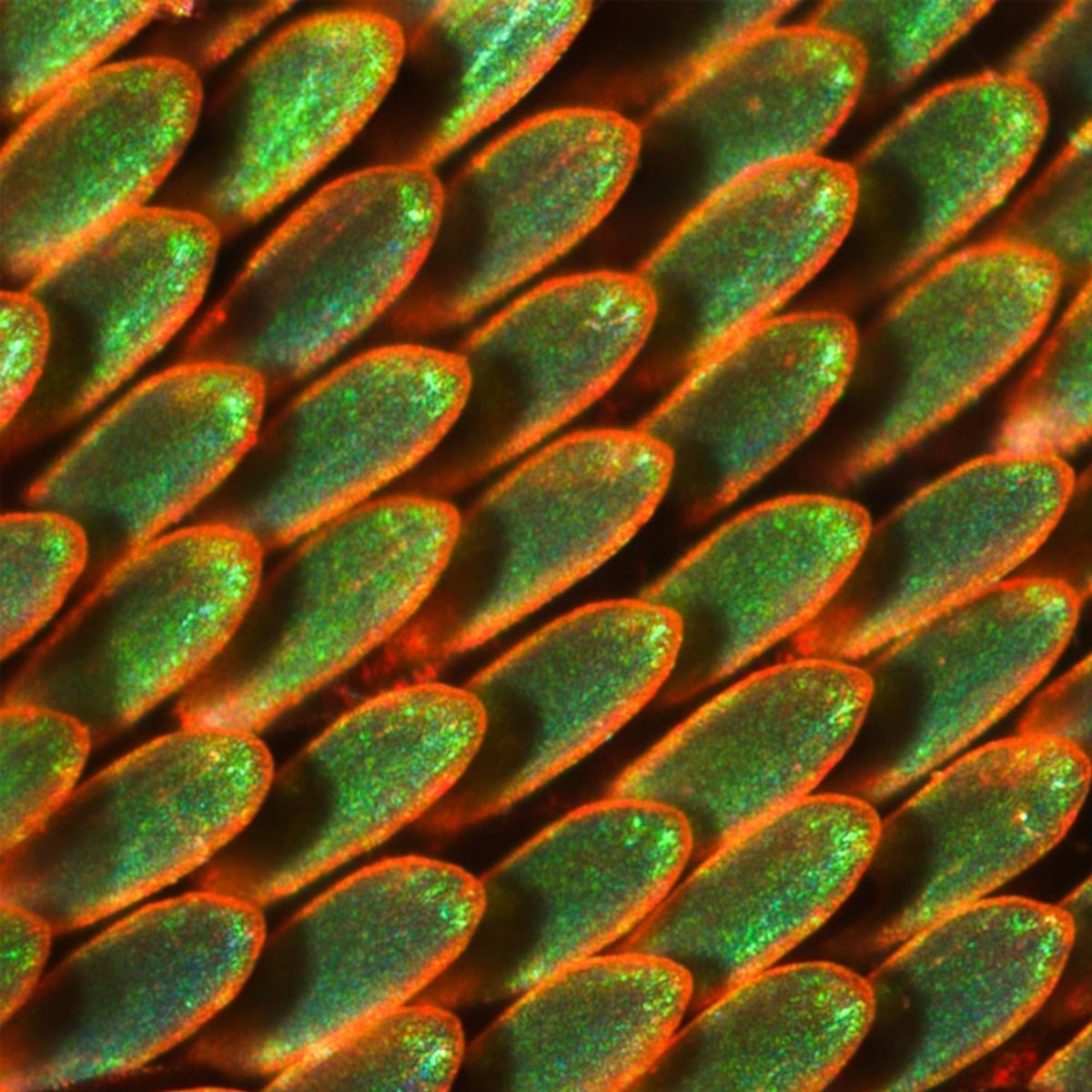 AMAZlNGNATURE's tweet photo. This is what a butterfly wing looks like under a microscope https://t.co/naJe2sLwdV
