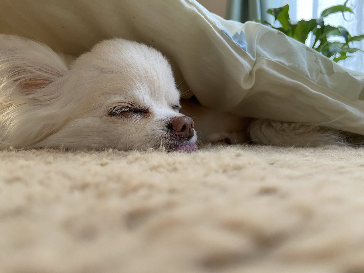 harapetter's tweet photo. チワワ兄さんに会いたいなぁ…
さみしいなぁ。。

#秘密結社老犬倶楽部天国支部 https://t.co/HyPzjJ0iiE