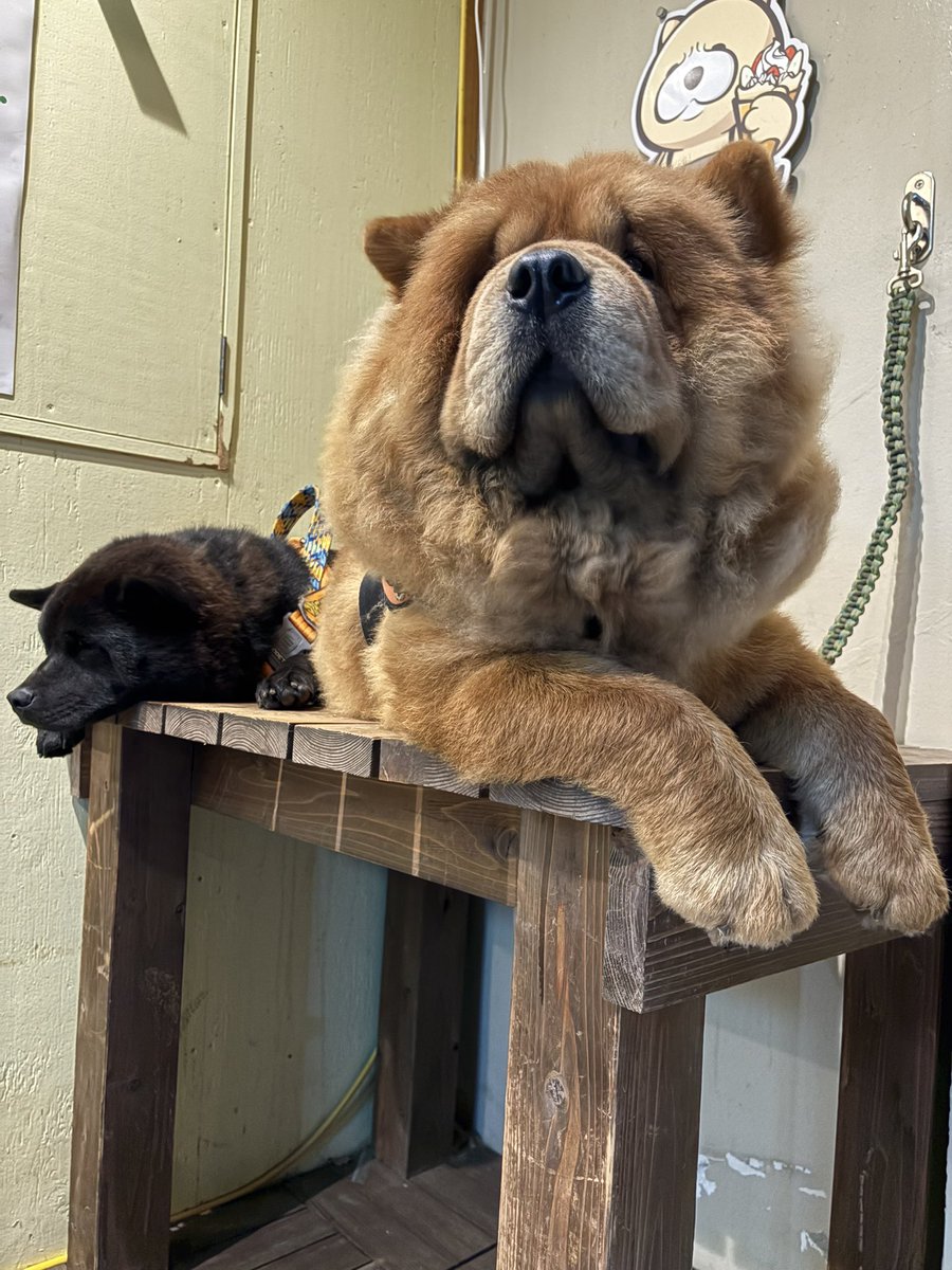 ChangNechoooooo's tweet photo. チャウチャウが居ると聞いて視察いったら可愛すぎた https://t.co/tljUpTpvfo
