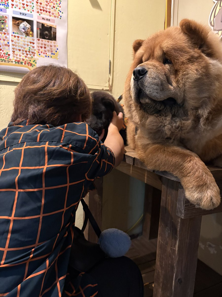 ChangNechoooooo's tweet photo. チャウチャウが居ると聞いて視察いったら可愛すぎた https://t.co/tljUpTpvfo